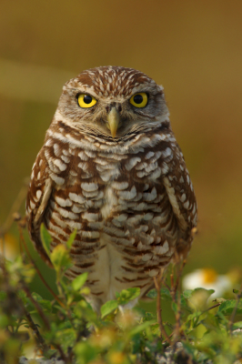Burrowing Owl - Stock Photography image~ Stock Wildlife Photography by Brian F Jorg/www.brianjorg.com