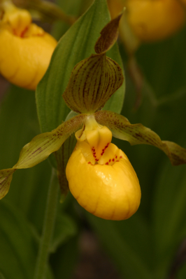 Yellow Lady's Slipper Orchid - Stock Photography by Brian F Jorg/www.brianjorg.com