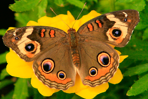 Common Buckeye (Junonia coenia)~ Nature Stock Photography ~ Brian Jorg Outdoors provides digital slr camera classes, workshops, and seminars. Vist our Cincinnati Photography Classes page for upcoming events : Butterflies / Insect Photography : Brian Jorg Outdoors